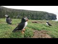 Puffins galore on Skomer island - Wales - April 2023