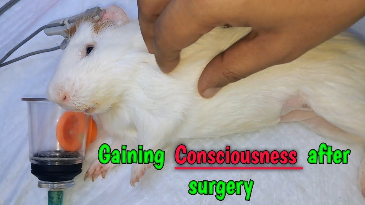 Image showcasing Guinea pig waking up after surgery - YouTube