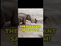 An Elephant Saved a Man From a Flash Flood 🐘❤️ #Shorts #Elephant #Rescue