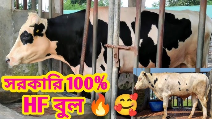 Eski mushuk klitori Far Cry 3 filmidan Liza Snow bilan jinsiy aloqa sahnasi