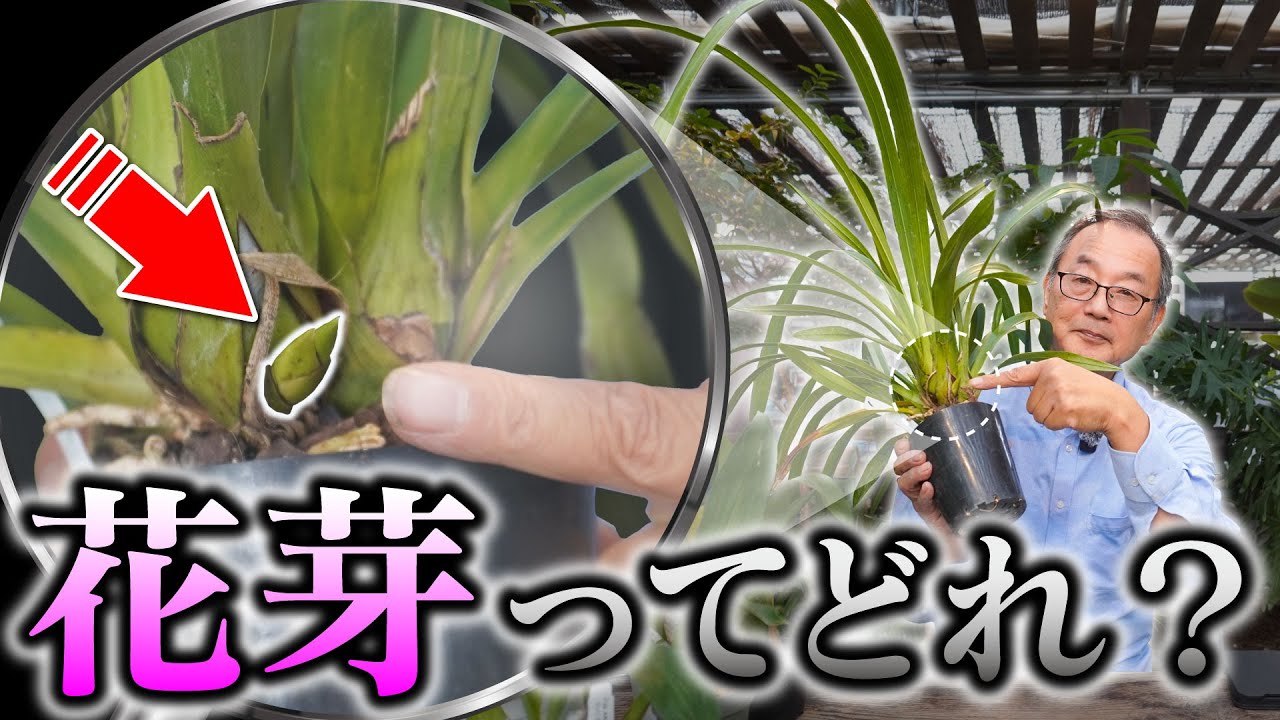 花芽ページ 洋蘭】花芽の見分け方と今年の開花予測を解説していきます！[orchid