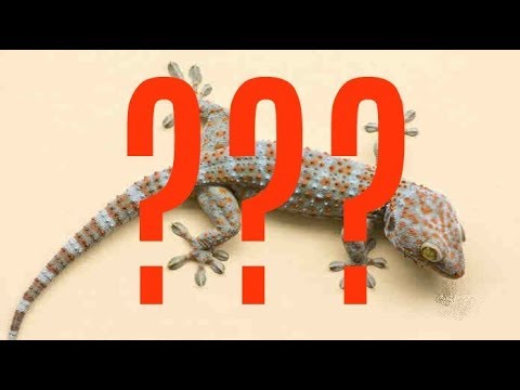 ما هو البرص أو الوزع - ArabTub3