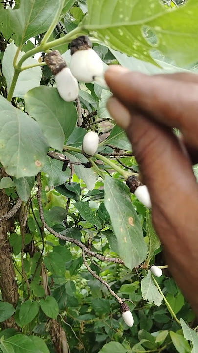 wait biba call me 📞9373148949 #jungkook #nature #kelapasawit #villagelife