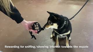 Muzzle conditioning with biting Shiba Inu — Balanced Dog Training