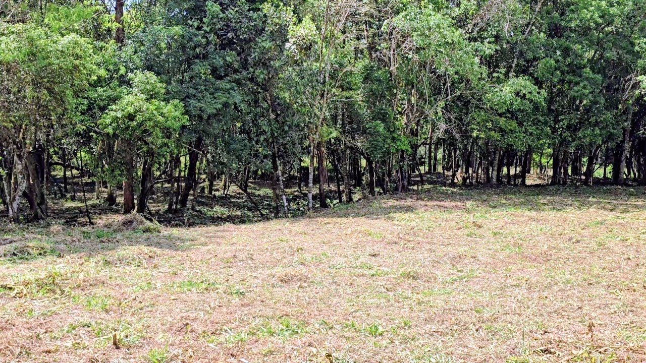 🌿🌷 TERRENO 4.000m² - BOSQUE DE MINAS COM RIO DE ÁGUAS CRISTALINAS - TERRA BOA E PLANA 🌷🌿