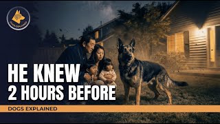 Do Dogs Know When Earthquakes Are Coming this Dog Knew 2 Hours Before