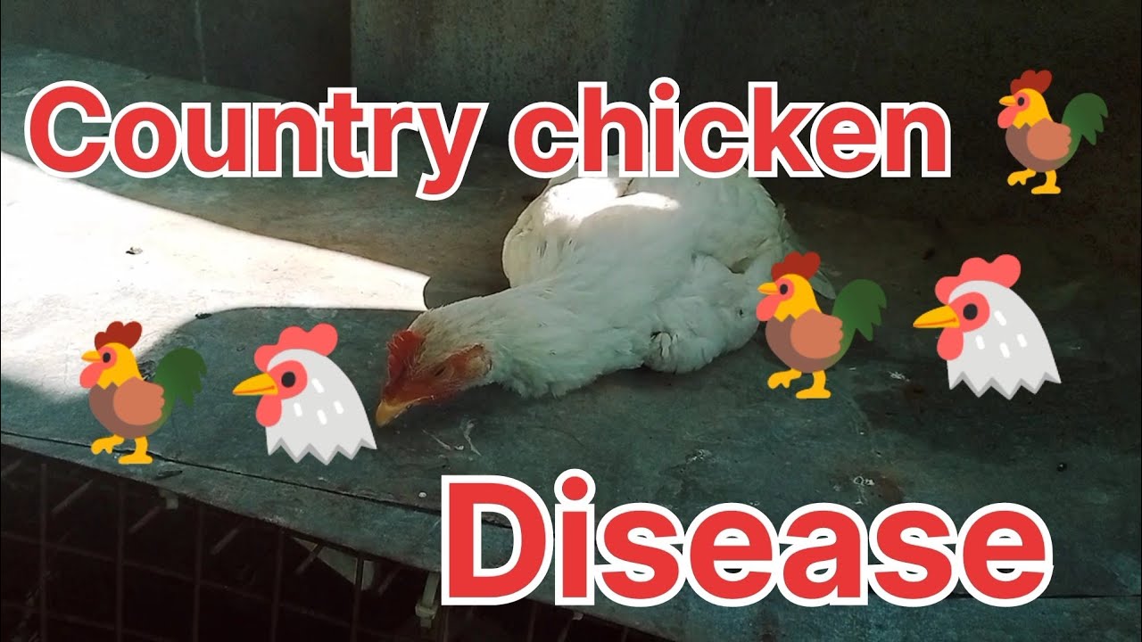Country chicken Disease
