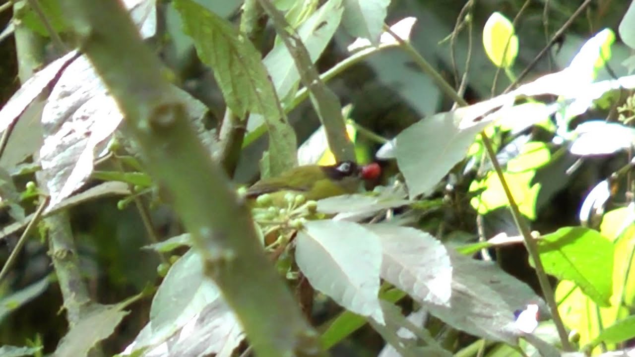Common Bush-Tanager (Chlorospingus ophthalmicus jacqueti) Venezuela
