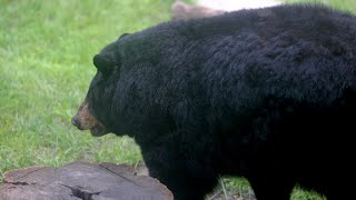 Urban Bear Safety