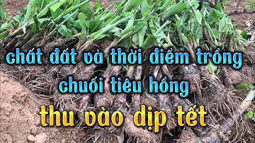 cách trồng và chăm sóc chuối tiêu hồng, thời điểm trồng và từng chất đất cho thu đúng dịp tết