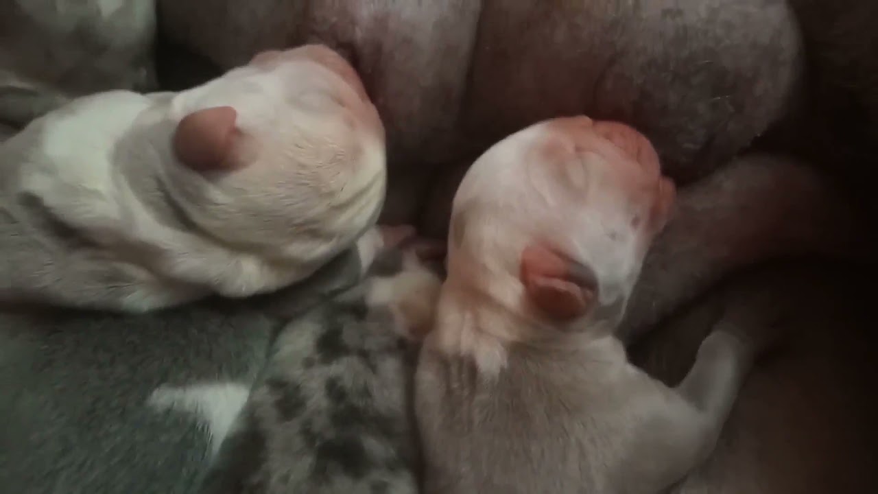 Rare English bulldog puppies