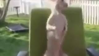 🐶🐶Çilli Bom Köpeği Dans Ediyor Yandan Yandan🐶🐶