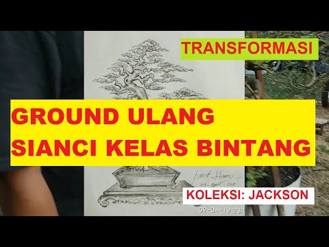 #21 TRANSFORMASI SIANCI KELAS BINTANG. KOLEKSI: JACKSON