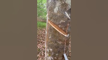 Rubber tapping new technique kerala #shorts