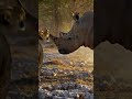 Rhino, an unexpected reversal of roles