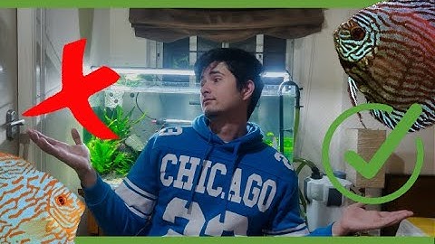 KEEPING DISCUS MADE EASY | THIS IS WHAT WORKS FOR ME