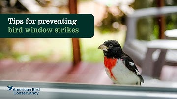 You Can Help Prevent Bird Collisions