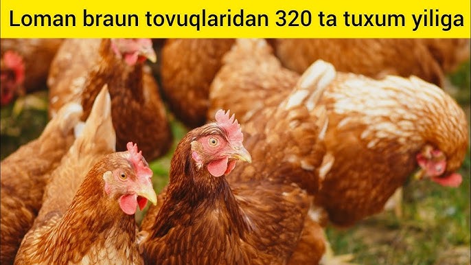 Katta kokrak bilan lezbiyen videolar U uxlayotganida suratga olingan