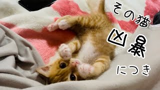 【元捨て猫】小豆氏〜その猫凶暴につき〜That cat is vicious