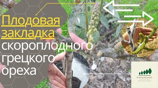 #6: Грецкий орех Кочерженко ПРИВИТЫЕ саженцы - ЗАКЛАДКА УРОЖАЯ: 1-й, 2-й год // Kocherzhenko walnut