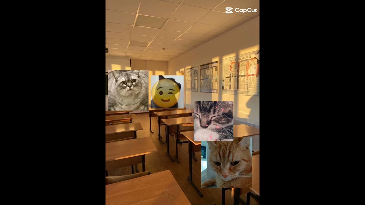 TYSM FOR 71 SUBS Subscribe Cat 4urpage Funny Viralshort