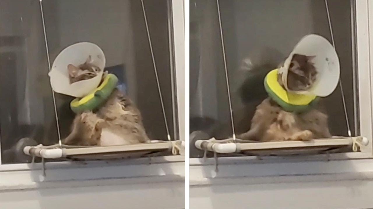 Cat Trying To Lick Itself With Cone On Head 