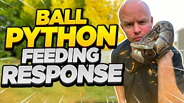 Ball Python Feeding Response - don’t believe all the hype