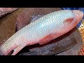 All fish cutting skill  mrigal rohu katla  hilsa fish cutting by expert fish cutter