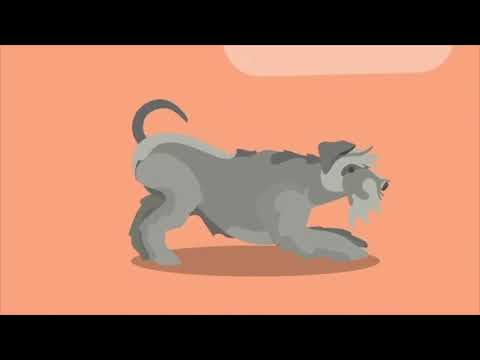 Video: Hartziekte Van De Sinusknoop Bij Honden