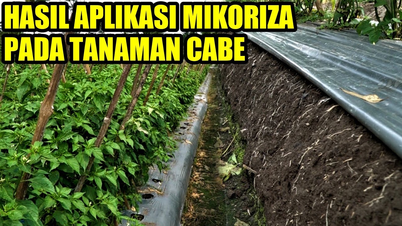 HASIL PENGGUNAAN MIKORIZA PADA TANAMAN CABE