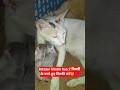 cat video! cat voice! cat sound! cat meowing! 😺 #shorts#short#youtubeshorts#cat#cats#catsound