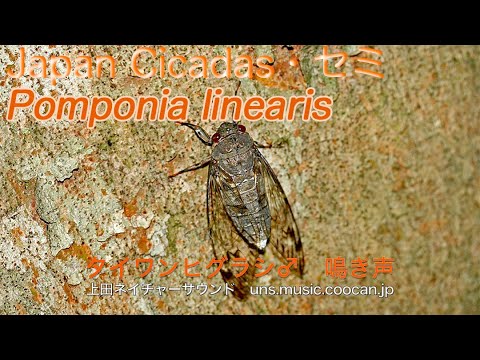 タイワンヒグラシ♂ 鳴き声 / Pomponia linearis - YouTube