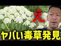 散歩してたら触れただけでヤバい世界一危険な猛毒植物を見つけてしまうDJシゲ【2026/05/19】