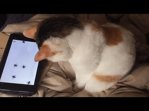 VLOGMAS DAY 22 ♡ Shibuya, Sushi, Shopping, CATS! - Clips from the 19th - 21st!!! お寿司、渋谷、購入品、猫たち！