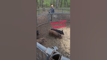 New hog trapping video. #yawtyawt #hogtrapping #wildhogs