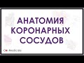 Анатомия коронарных сосудов