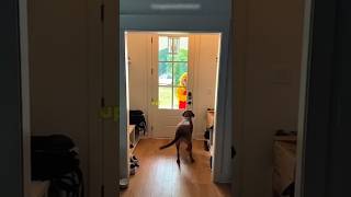 Download Lagu Honden krijgen de grootste verrassing 😮 MP3