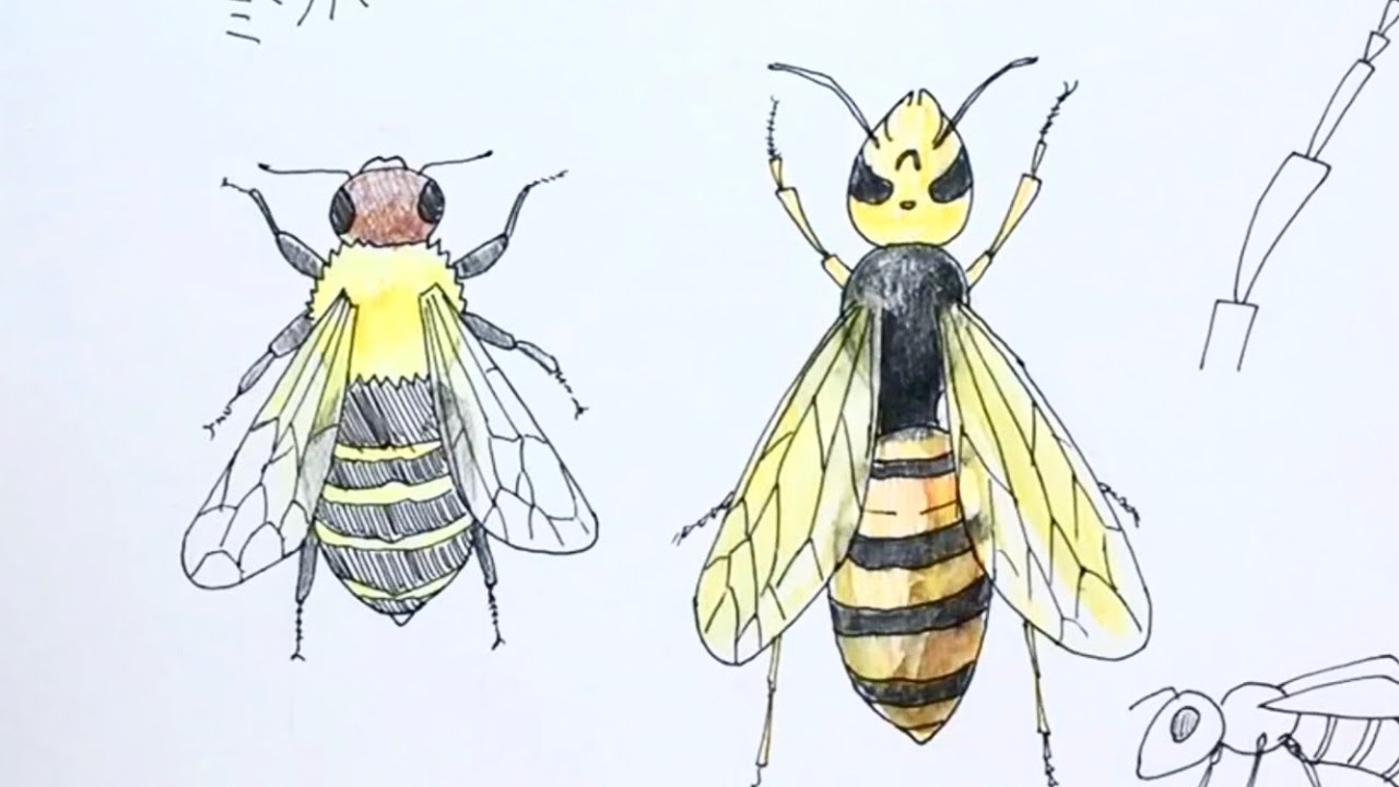 Bee How To Draw Pen And Colored Pencil Pictures Easy Illustration Youtube