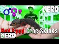 Red Eyed Crocodile Skinks - Sexing |  Enclosures