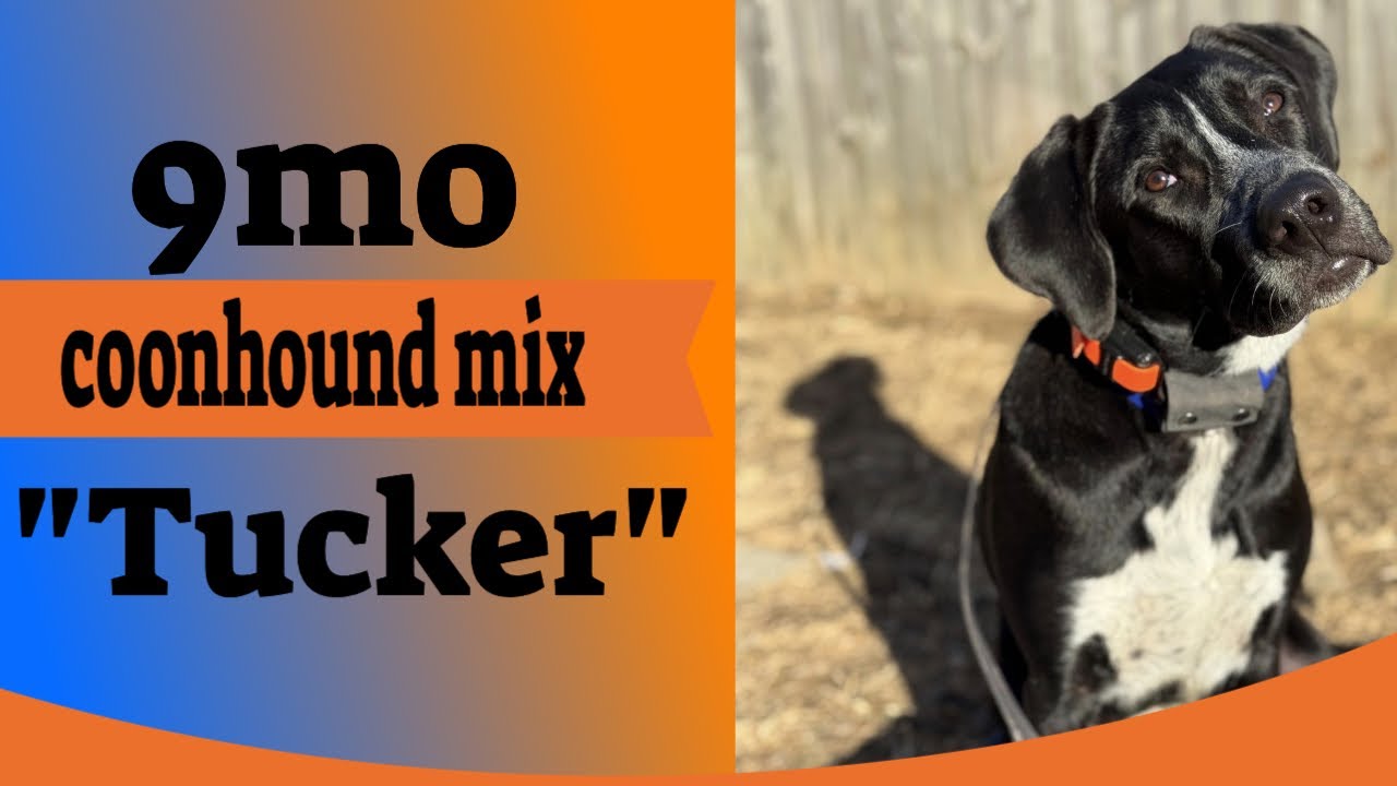 9mo Coonhound Mix (Tucker) | Best Delaware Dog Trainers | Off Leash K9 Training Delaware