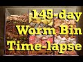 3-Chamber Carbon WORM BIN 145-day Time-Lapse FAST - vermicomposting