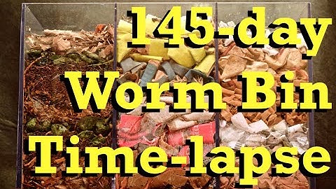 3-Chamber Carbon WORM BIN 145-day Time-Lapse FAST - vermicomposting