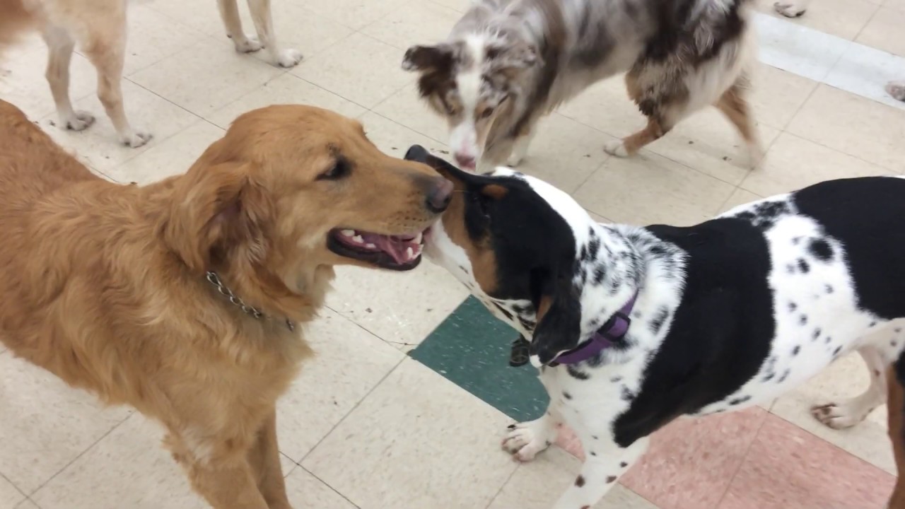 What Goes On When You Drop Your Dog Off At Daycare YouTube what-goes-on-when-you-drop-your-dog-off-at-daycare-youtube