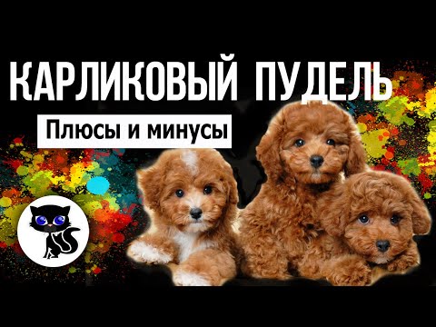 ✔ Карликовый пудель за и против, 10 причин завести пуделя.