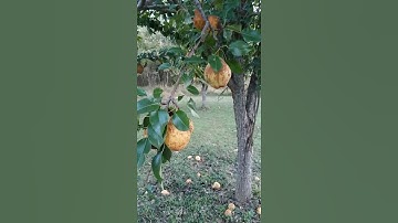How to tell when pears are ready to Harvest!