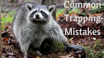 Five Beginner Predator Trapping Mistakes!