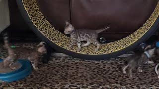 The Bengal kittens play in the living room
