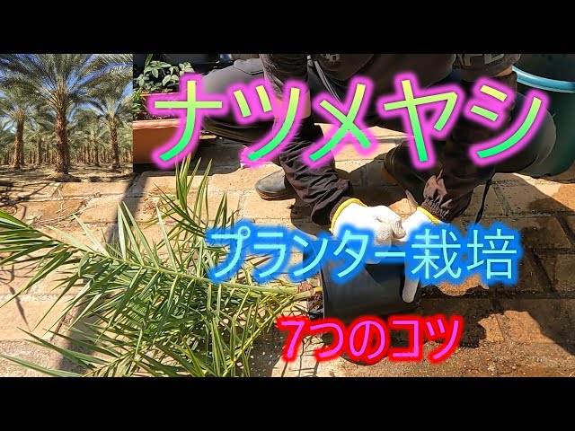 Date Palm] 7 Tips for Growing in a Planter 26/2/6 - YouTube