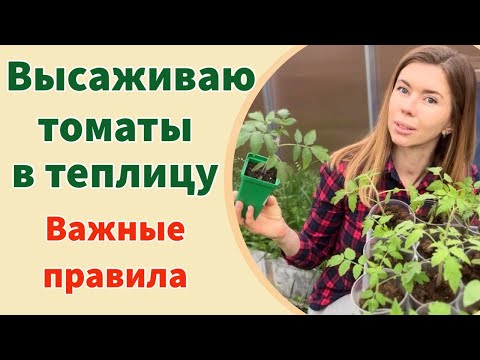 видео: ВЫСАДКА ТОМАТОВ ЛЁЖА. ЧТО ПОЛОЖИТЬ В ЛУНКУ. ПРИ КАКОЙ ТЕМПЕРАТУРЕ ВЫСАЖИВАТЬ ТОМАТЫ НА ГРЯДКУ