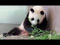 リサイクルのタケノコもぐもぐ楓浜ちゃん🐼🍁